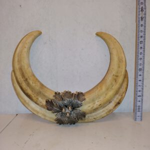 Antike Wildschwein Stoßzahnen Deko